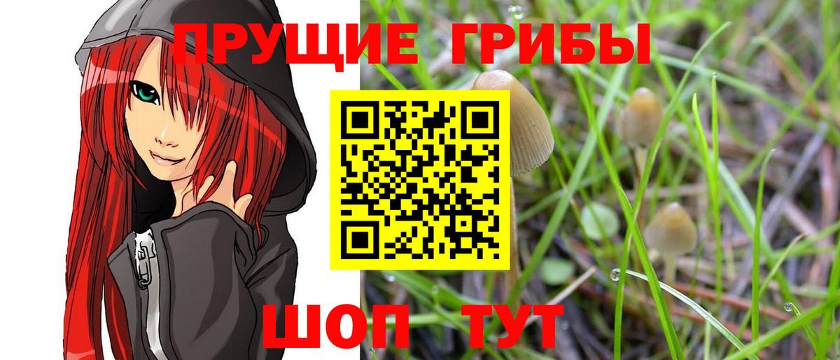 Псилоцибиновые грибы Psilocybine cubensis Глазов